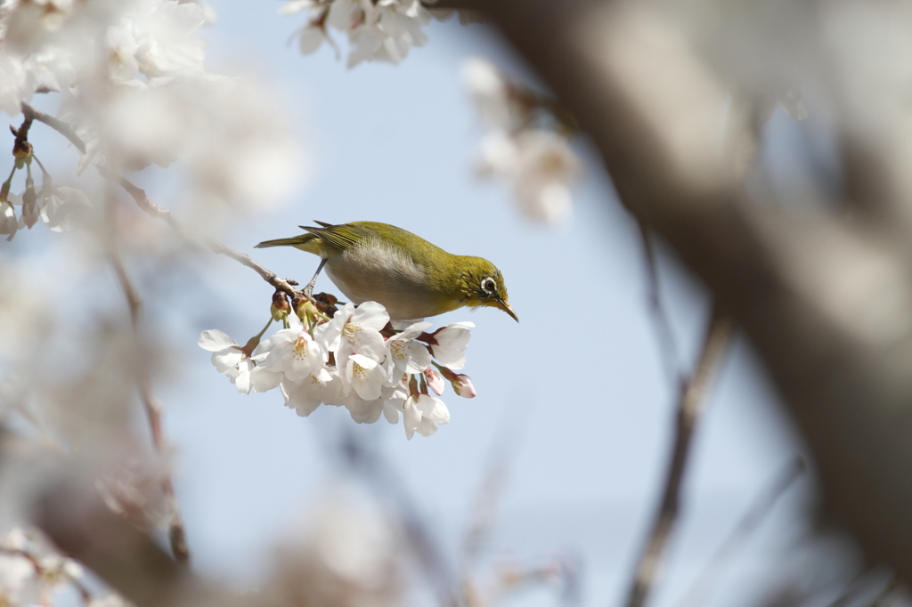 メジロと桜　4