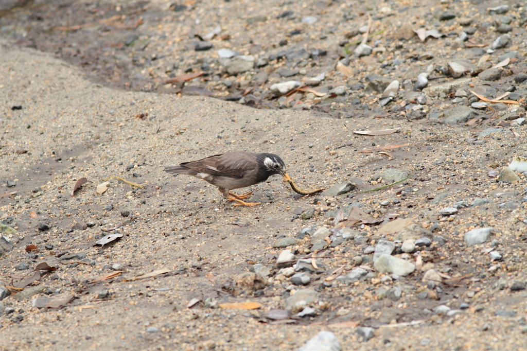 以外と大物でした