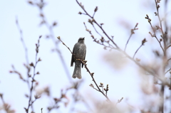ヒヨドリのお花見