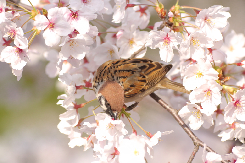 花より団子