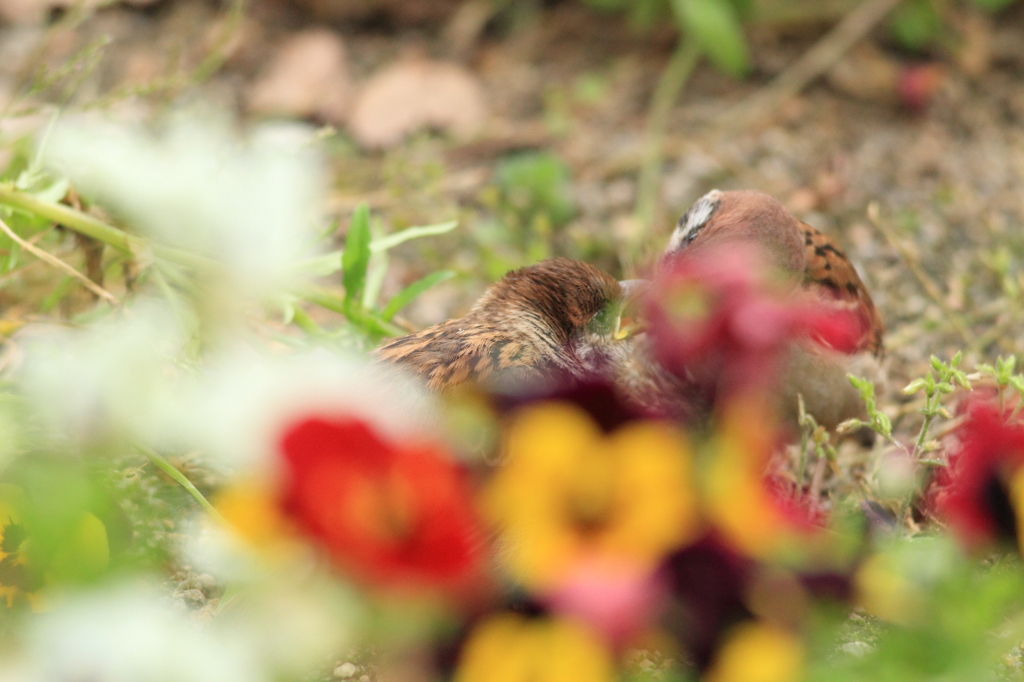 花に隠れて