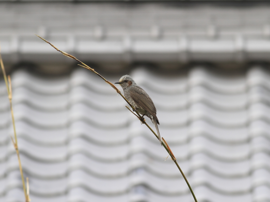 ヒヨドリの綱渡り
