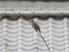 ヒヨドリの綱渡り