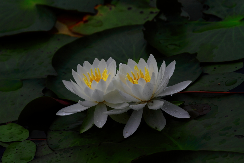 仲良し