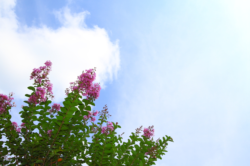 青空と百日紅