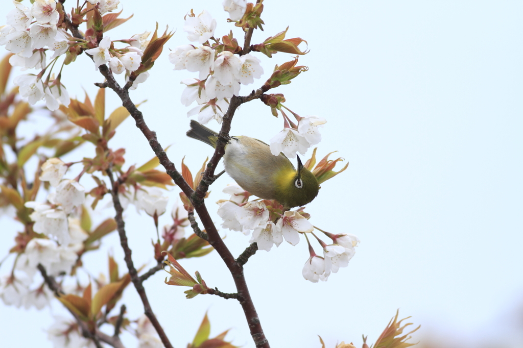 メジロと山桜