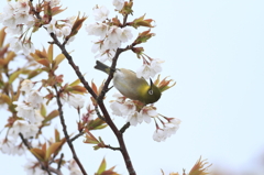 メジロと山桜