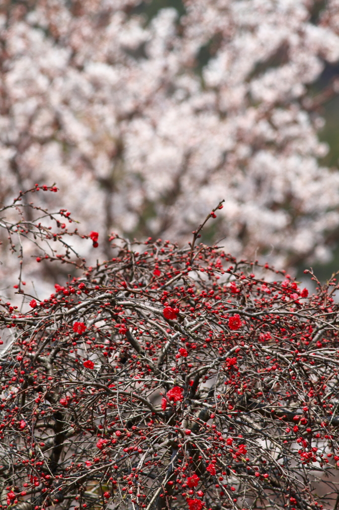 梅と桜　その1