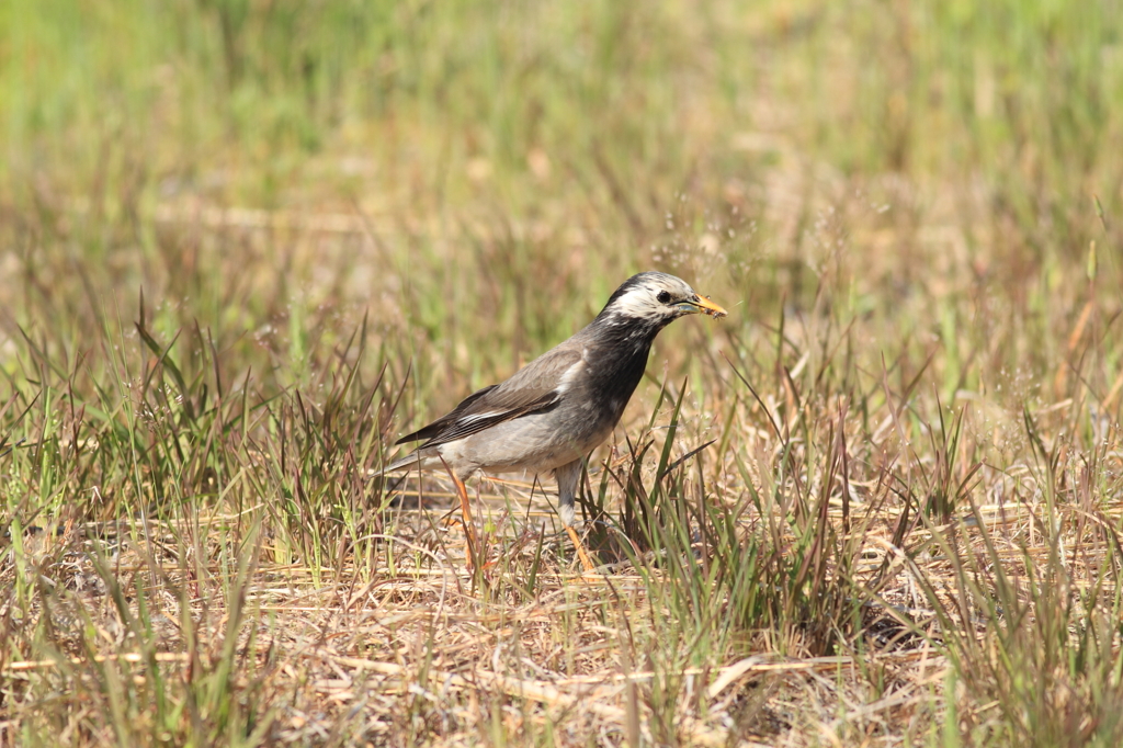 今日のご飯ゲット