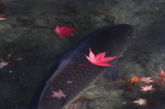 赤い模様
