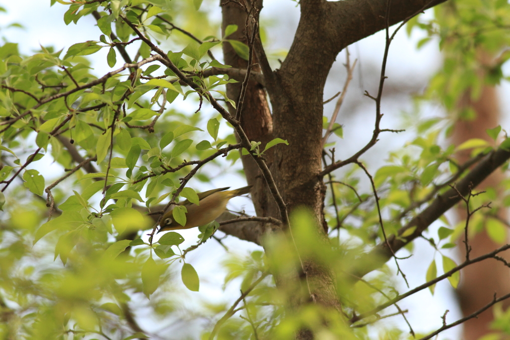 あっ　行かないで！