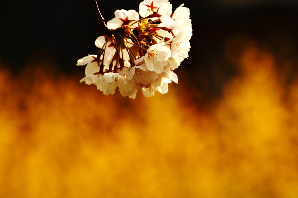 燃える桜