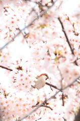 サクラとニュウナイスズメ