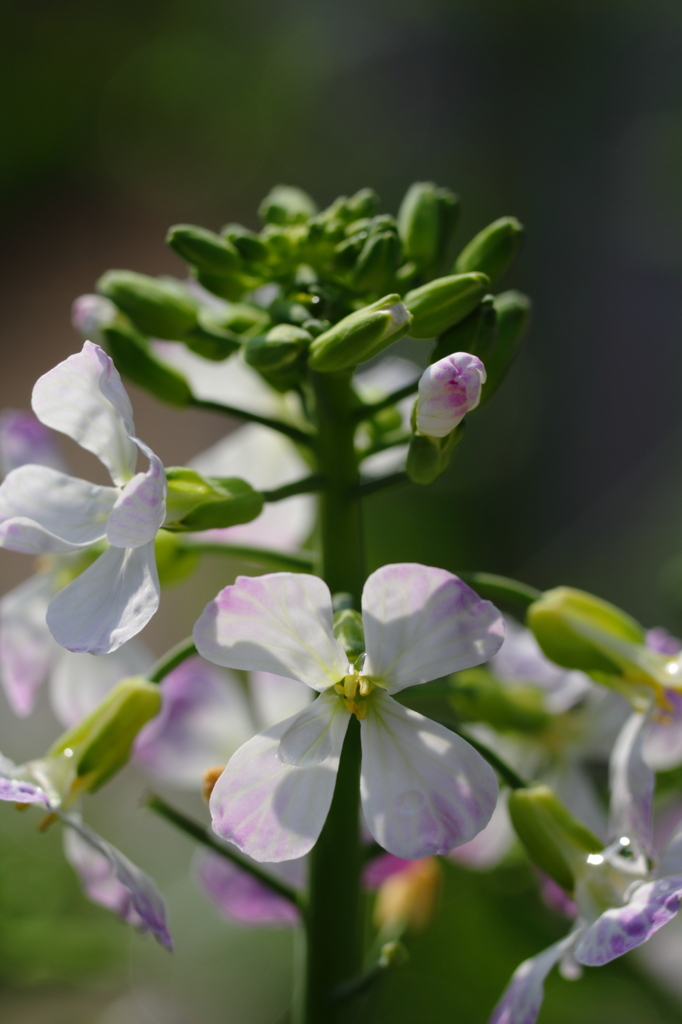 大根の花
