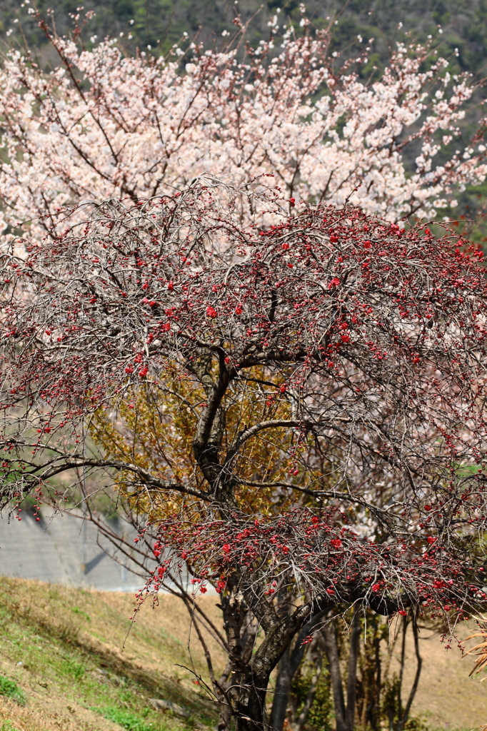 梅と桜　その2