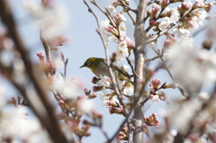 メジロと桜　2