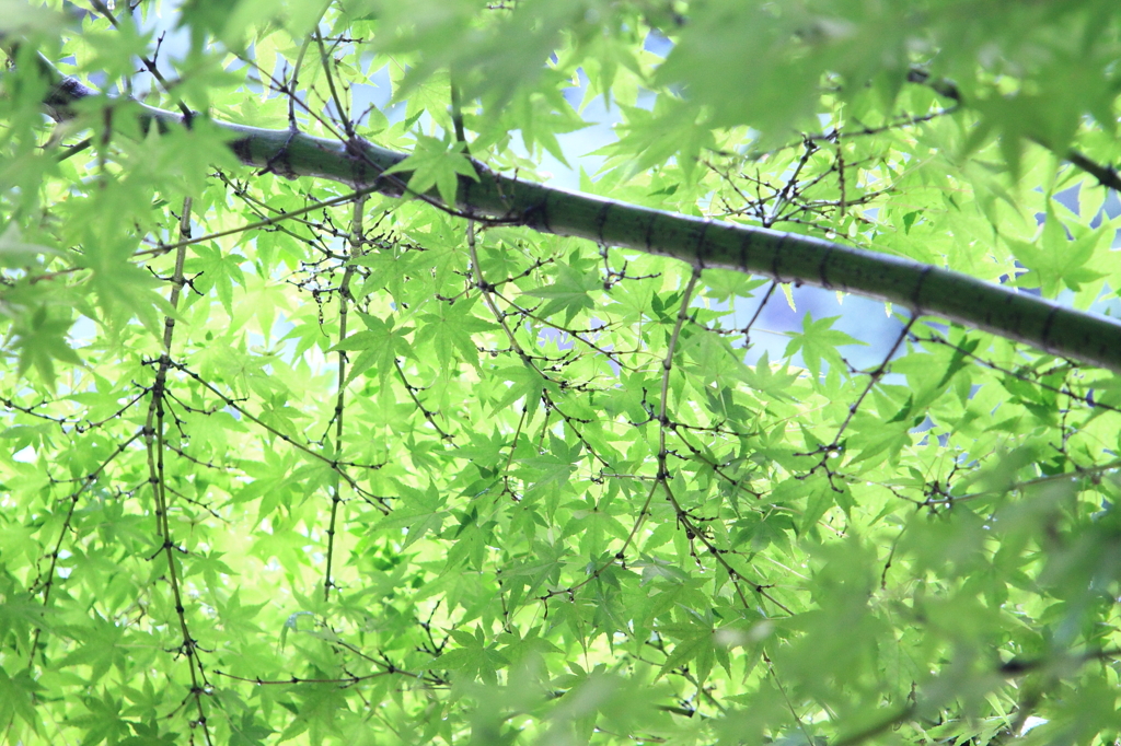 新緑モミジ