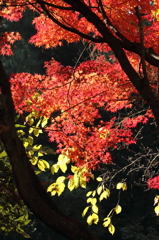 宮島の紅葉　Ｈ