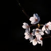 音戸の瀬戸公園の桜　1