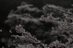 雨の桜 ２