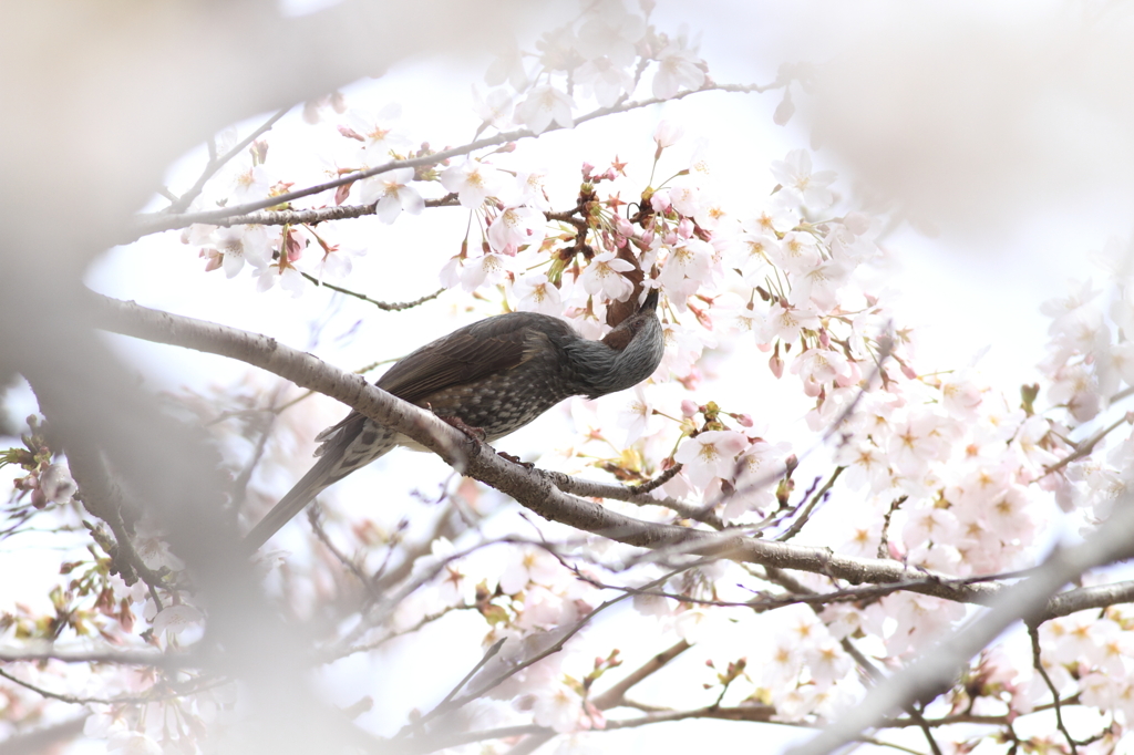 花見の後は食事