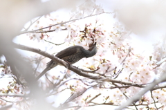 花見の後は食事