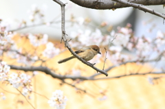 モズもお花見