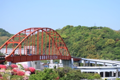 ツツジと赤い橋
