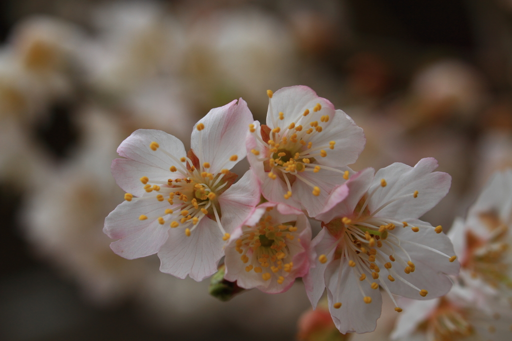 サクランボの花