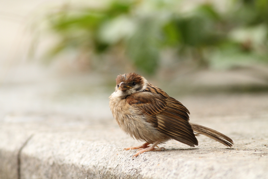 おじさん誰？お母さん知らない？