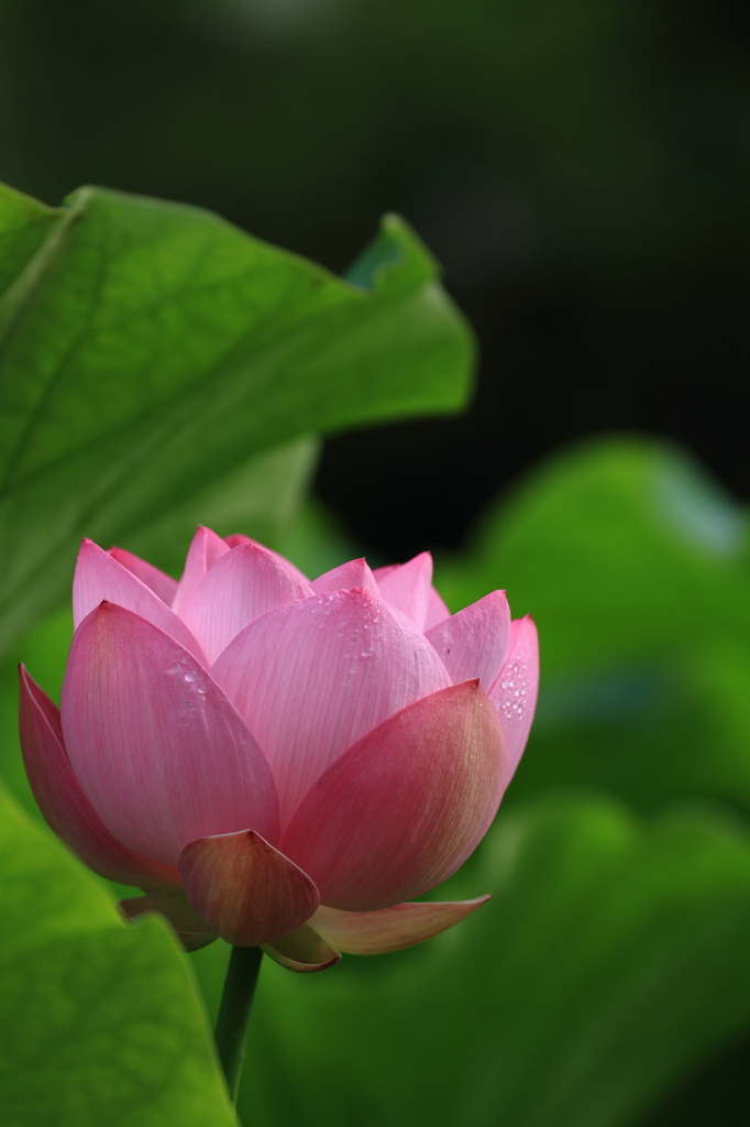 明日は大きく花開く