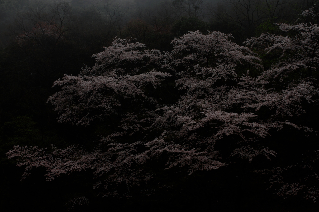 雨の桜　1