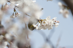 メジロと桜　3