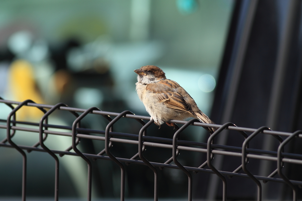 今度は瞼が重たくなっちゃった