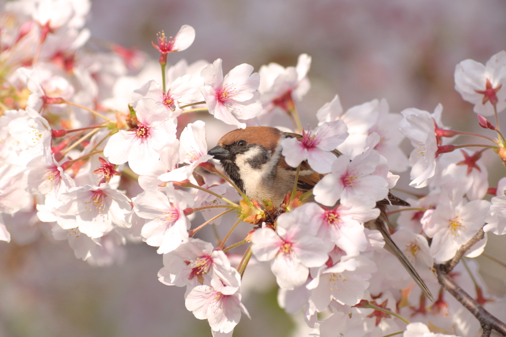 桜に埋もれて