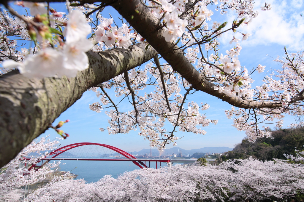 音戸の瀬戸公園の桜　2