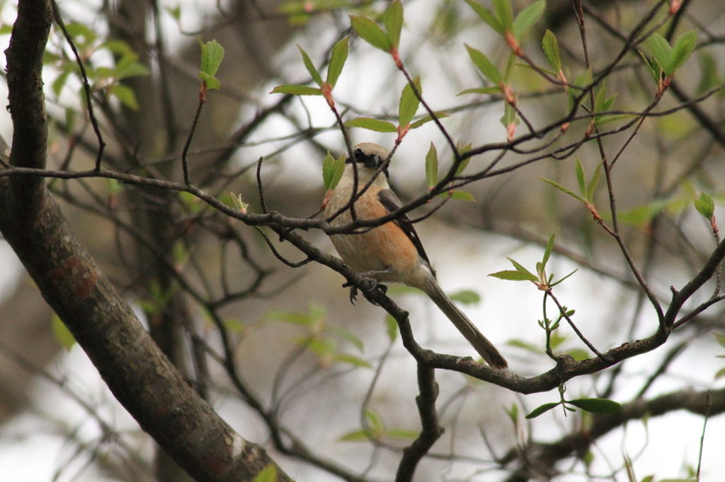 さっきから何か用か？