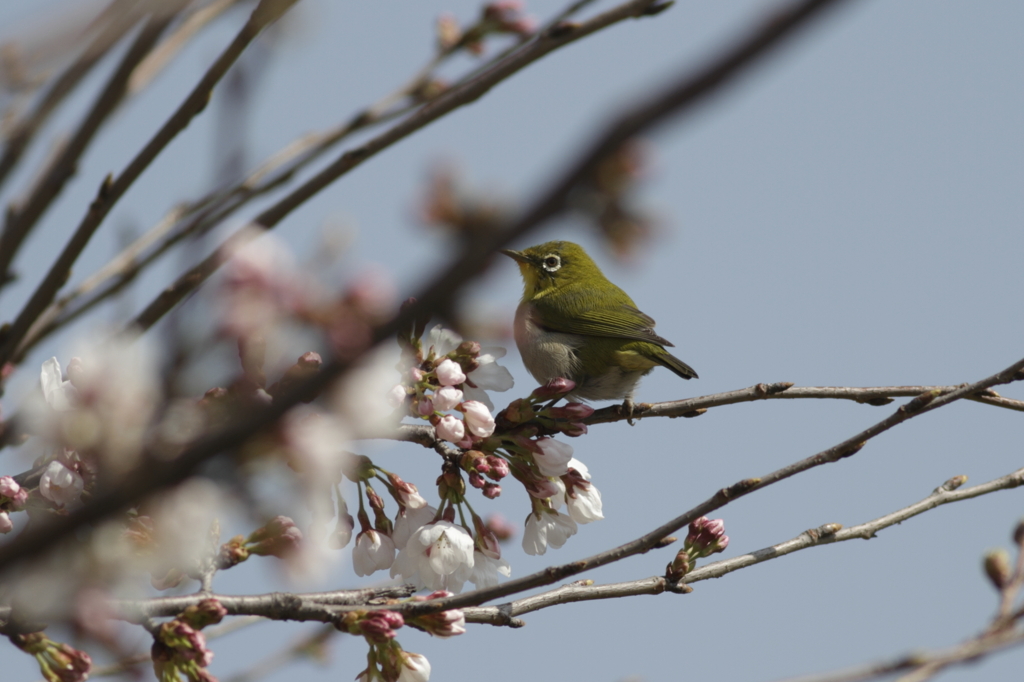 メジロと桜　１