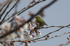 メジロと桜　１