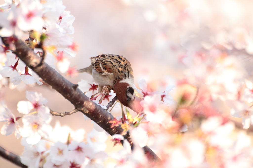 首を捻って食事中　1