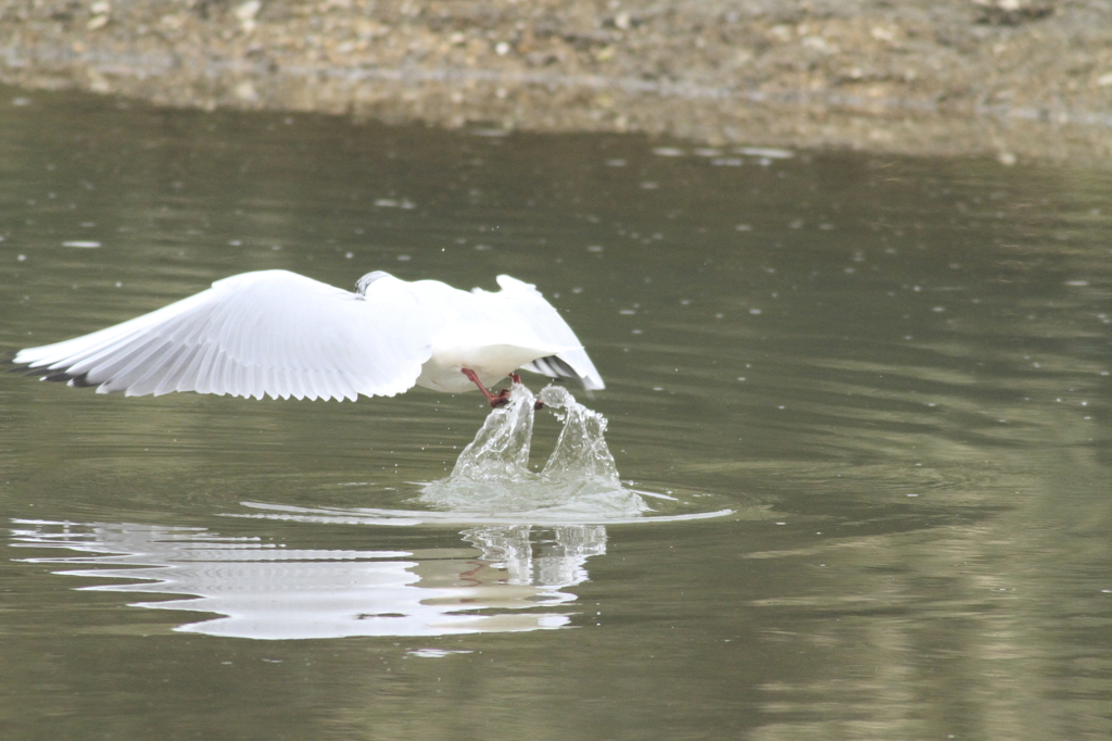 ユリカモメ　飛び出し1