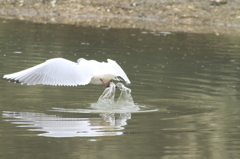 ユリカモメ　飛び出し1