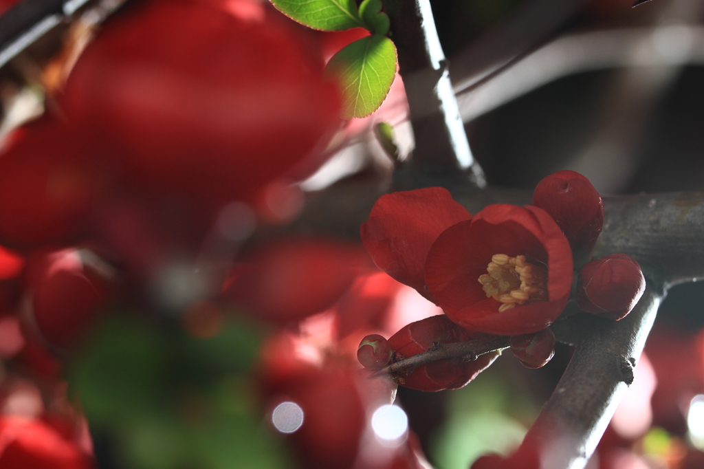 雨上がりのボケの花　2