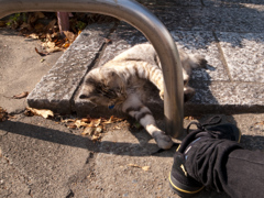 猫 対 PUMA