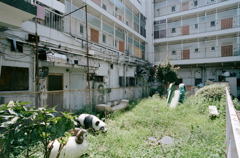 中庭