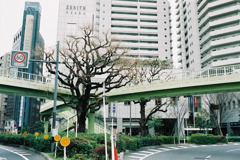 樹と歩道橋