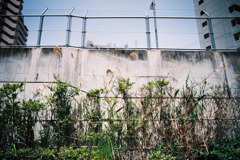 平成枯れすすき