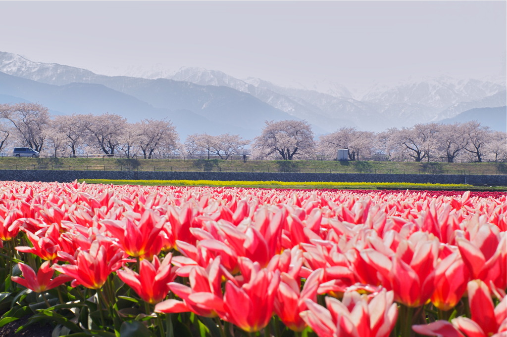 花見