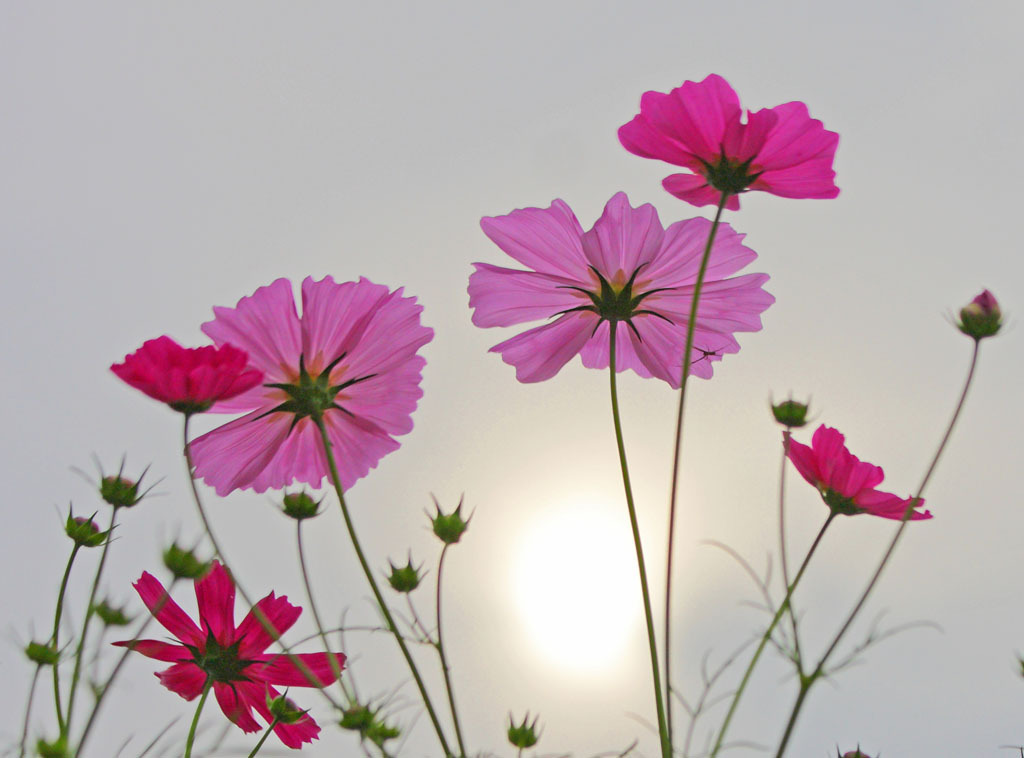 夕暮れ～コスモス（秋桜）