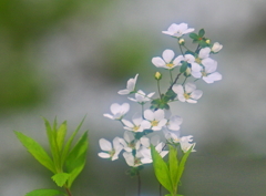 白い花～ユキヤナギ